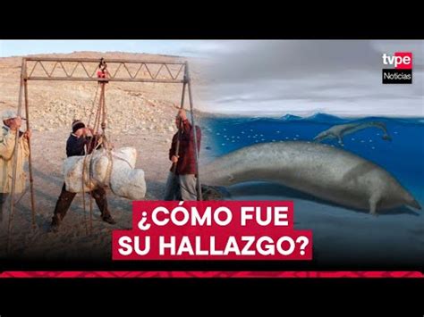 Perucetus Colossus cómo fue el hallazgo del animal más pesado de la