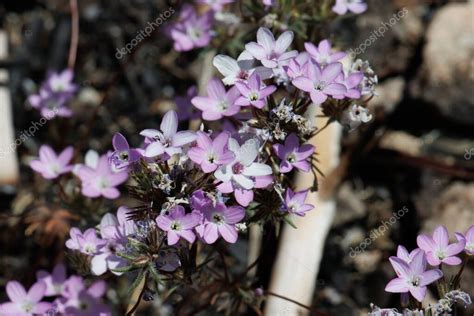 Pink Flowering Terminal Determinate Cymose Cluster Inflorescences Of