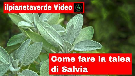 Come Riprodurre Con La Talea La Salvia Youtube