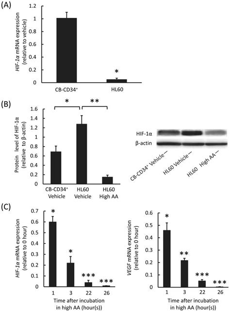 A Quantitative real time PCR qRT PCR analysis of HIF 1α mRNA in