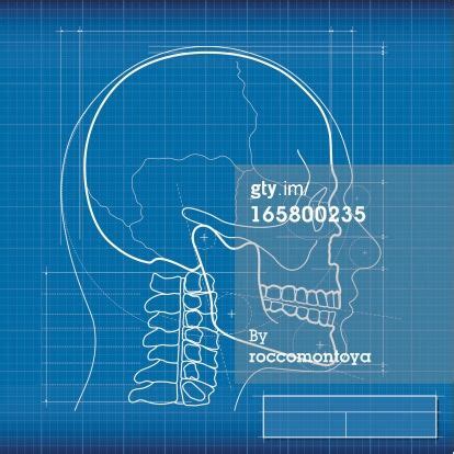 Blueprint skull, made in Adobe Illustrator . | Blueprints, Im app ...