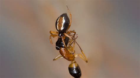 This spider literally flips for its food