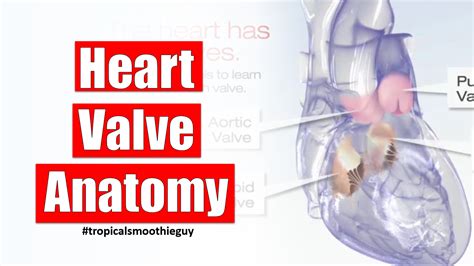 How Your Heart Valve Anatomy Works