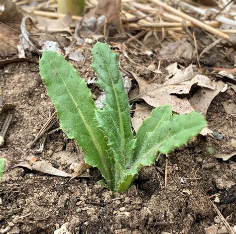 How To Get Rid Of Thistle Organically Sproutedgarden