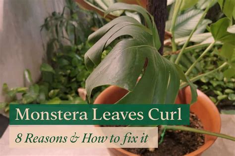 Monstera Leaves Curling 8 Reasons Signs And How To Fix