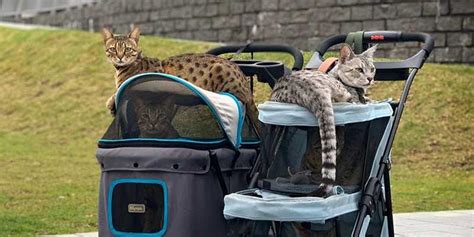 The Ultimate Guide To Choose Cat Strollers Mewcats