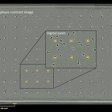 Incucyte Chemotaxis Analysis Software Sartorius