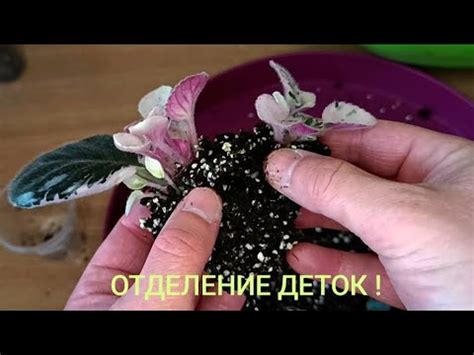 ОТСАДКА ДЕТОК ОТ ЛИСТА !! - YouTube