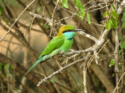 The Brightly and Colorful Bee-eaters