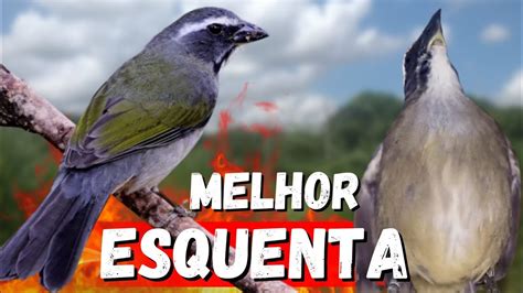 O MELHOR VÍDEO ESQUENTAR TRINCA FERRO TRINCA FERRO CANTANDO MUITO