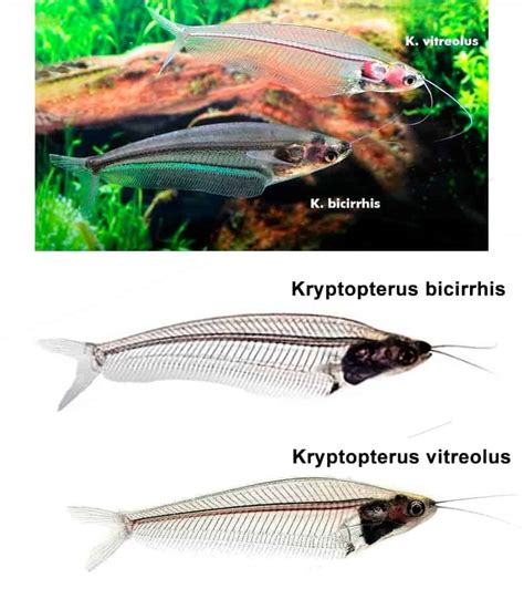 Ghost Glass Catfish Detailed Guide Care Diet And Breeding Shrimp