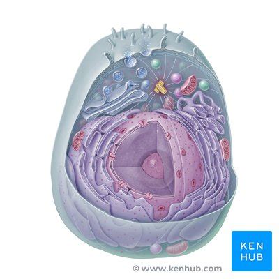 How To Learn Histology Documentride