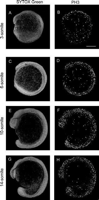 Nuclei distribution patterns during early zebrafish development. DNA ... 