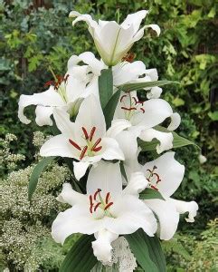 Wild Lilly Cebulki Kwiaty Pl KochamLilie Pl Cebulki Kwiatowe