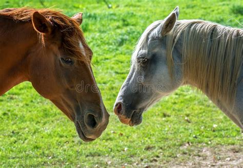 Brown And White Horses Stock Photo Image Of Farm Colored 44656410