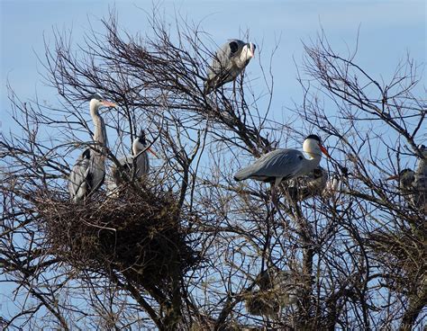 Héron Cendré Ardea Cinerea Laurent Carrier Ornithologie