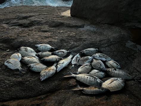 Pesca de Sargos á boia grande aventura