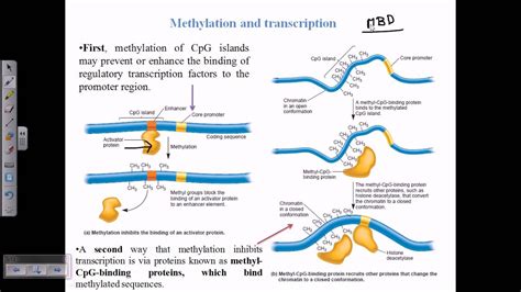 Dna Methylation Youtube