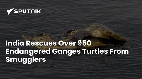 India Rescues Over 950 Endangered Ganges Turtles From Smugglers