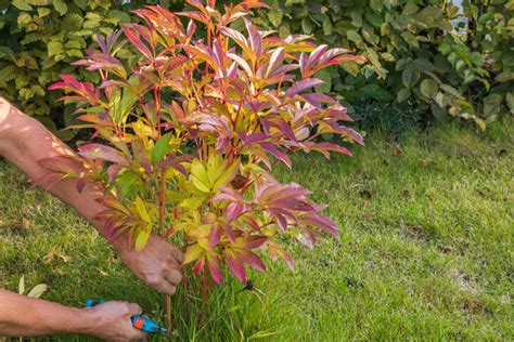 ᐅ Pfingstrosen nach der Blüte abschneiden so geht es richtig