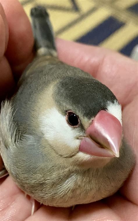 「桜文鳥 2ヶ月 手乗り慣」千葉県 鳥の里親募集486958 2枚目の画像 ペットのおうち【里親決定25万頭！】