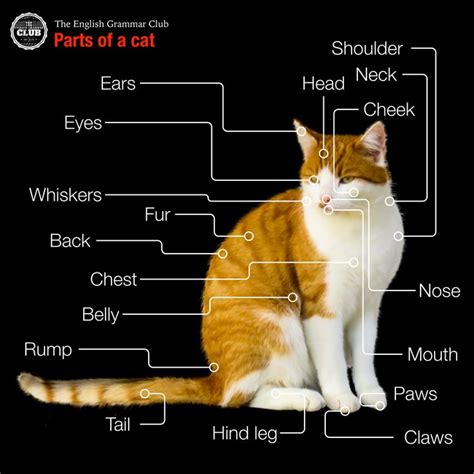 Cat Body Parts Diagram