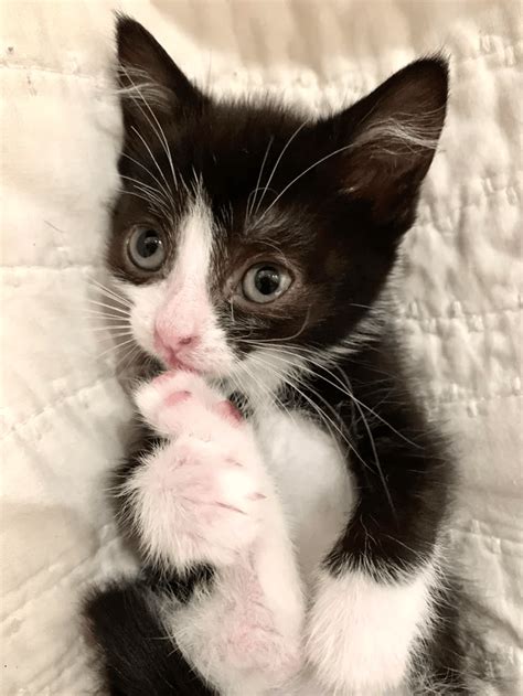 20 Cutest Kittens Of The Week The Tiniest Fluffiest Criminals November