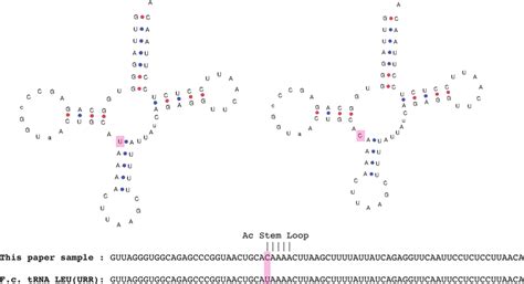 Contextualization of the anticodon stem loop mutation found in this ...