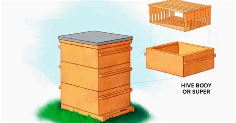 Types Of Beehives Pros And Cons The Ultimate Guide