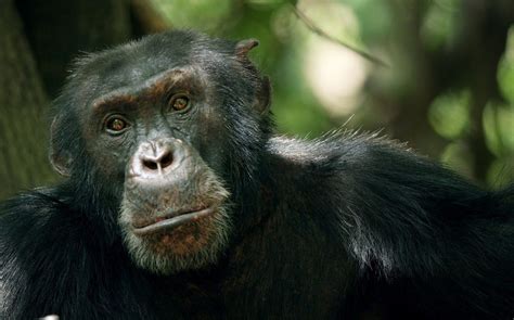 David The Chimpanzee From Dynasties Has Been Found Beaten To Death