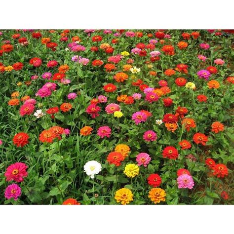 Jual Bibit Benih Biji Bunga Zinnia Wonderful Mix Kembang Kertas Seeds