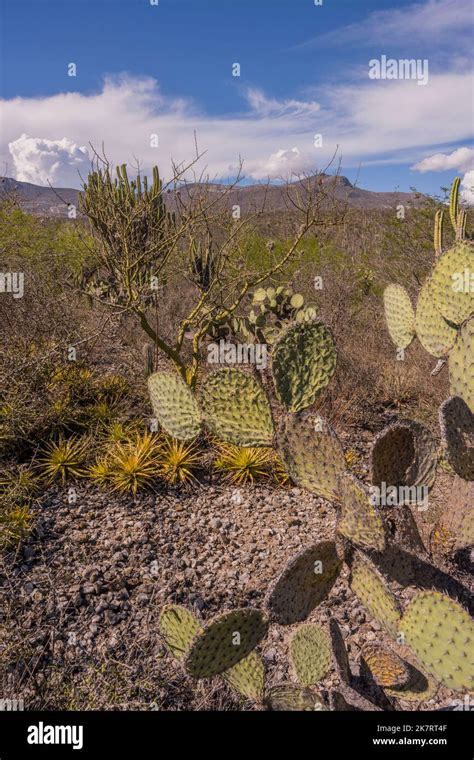 Opuntia Streptacantha Nopal Hi Res Stock Photography And Images Alamy