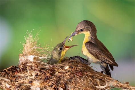 Comment Aider Les Oiseaux Faire Leur Nid Jardin De Grand Meres