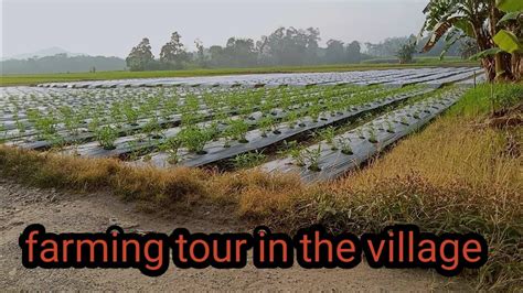 Farming Tour In The Village Desa Wisata Berbasis Pertanian Dan