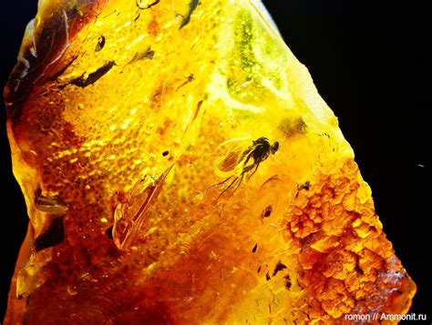 Солнечный камень. - Янтарь