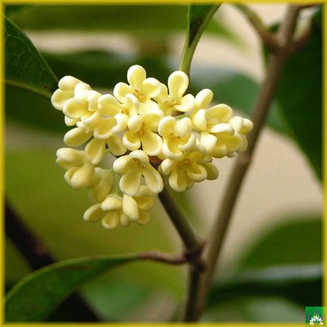 Osmanthus fragrans - Lookup BeforeBuying