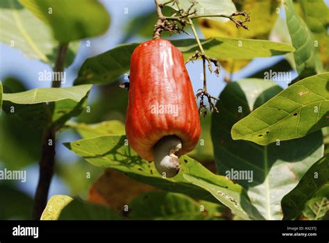 Red Cashew Fruit With Cashew Nut Anacardium Occidentale Amazon Basin