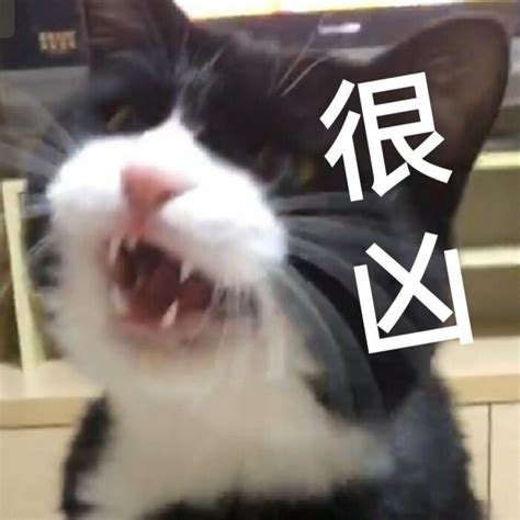 猫咪对你喵喵叫是有原因的，不是无缘无故，你都听懂了吗？ 知乎