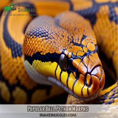 Ball Python Morphs Stunning Genetic Varieties Top Breeds Explained