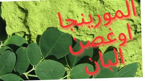 شجره المورينجا أو شجره البان Moringa Tree Or Alban Tree Youtube