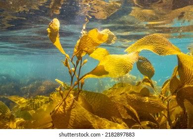 Underwater Kelp Forest Ocean Nature Seaweed Stock Photo 2182897883