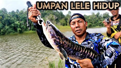 Umpan Mancing Andalan Umpan Hidup Target Buruan Ikan Predator Air