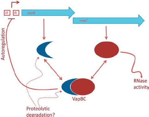 Organisation Of A Typical VapBC TA System The VapB And VapC Genes