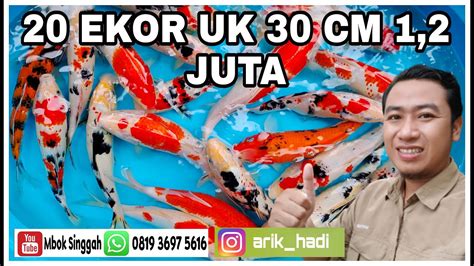 Paket Super Murah 20 Ekor Ikan Koi Size 30 CM Hanya 1 2 Jutaan Mbok