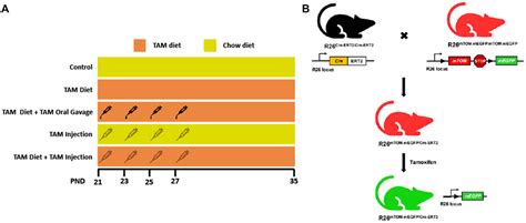 Frontiers Induction Of Whole Body Gene Deletion Via R Regulated