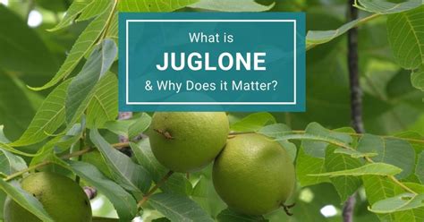 Black Walnut Trees & Juglone: What is it & Why is it Important? – McKay Garden Centers