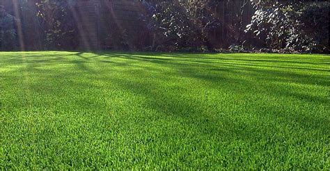 Cómo plantar césped natural en verano y en invierno Arpasa