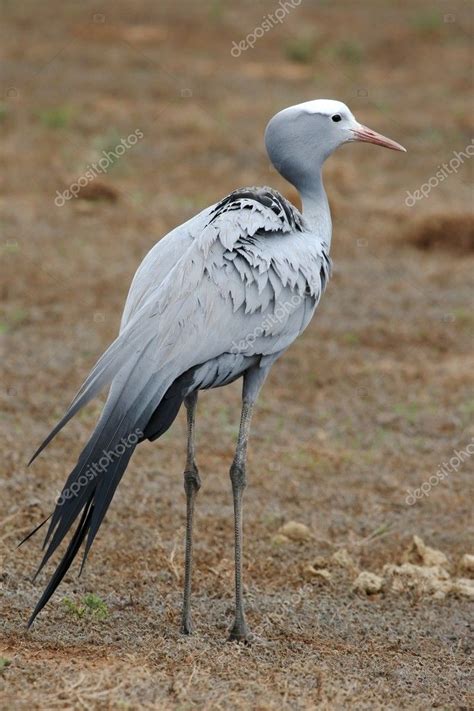 Images: blue crane bird | Blue Crane Bird — Stock Photo © fouroaks #4130354