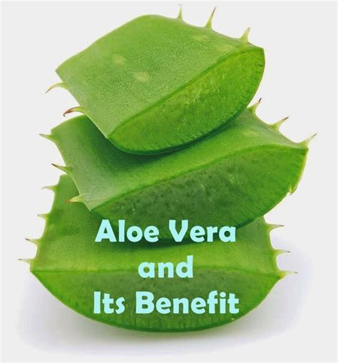 All About Women's Things: Aloe Vera and Its Benefits