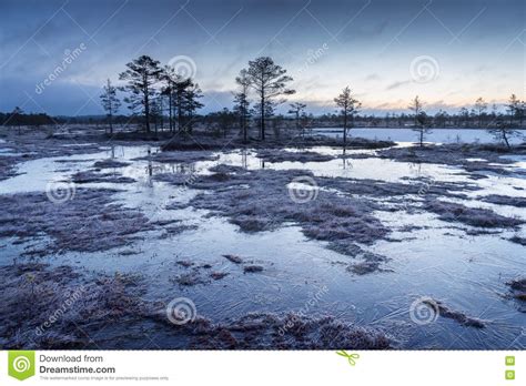 Nascer Do Sol No Pântano Pântano Frio Gelado Terra Gelado Lago E